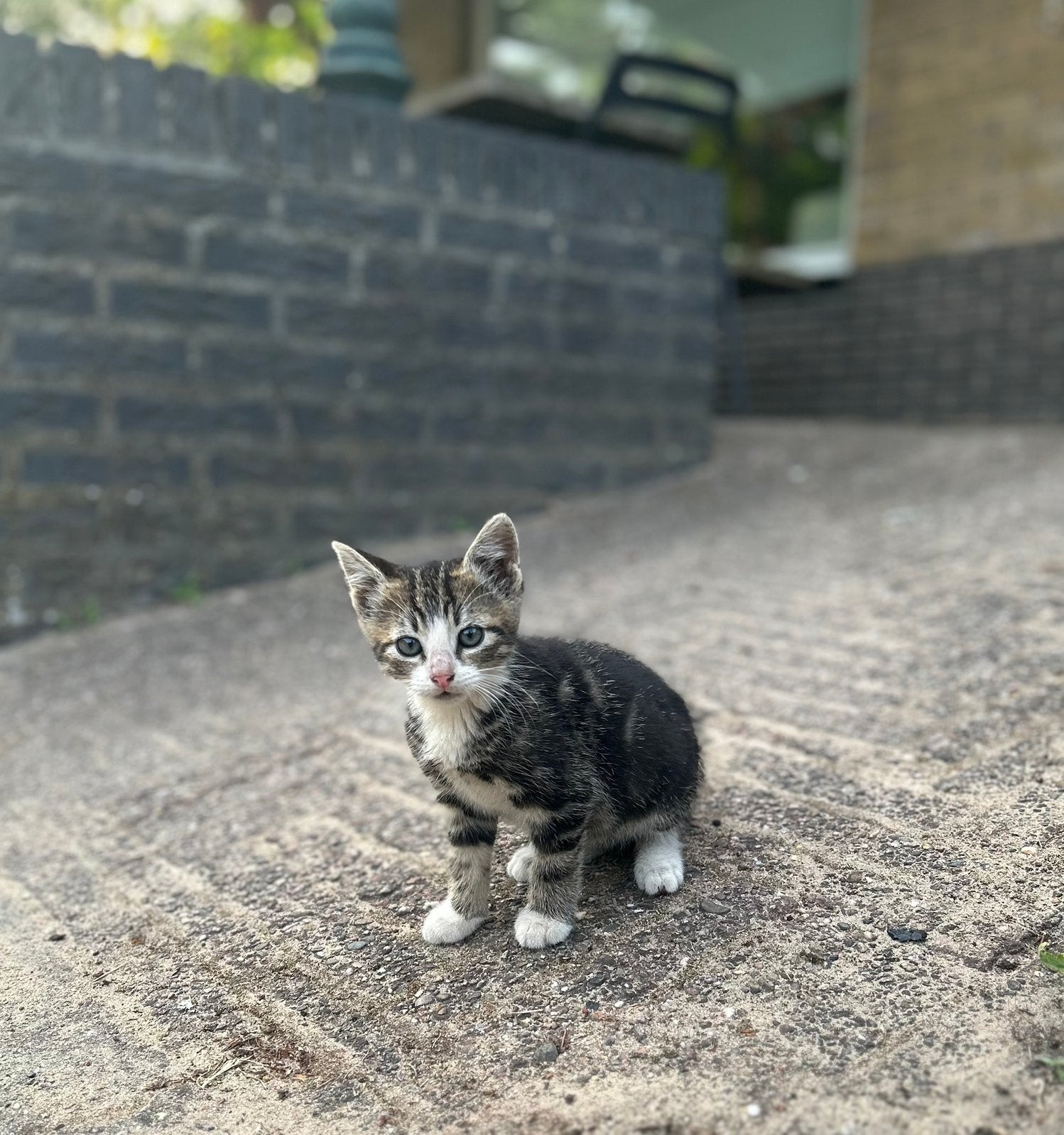 Boerderij kittens te koop!, Dieren en Toebehoren, Katten en Kittens | Overige Katten, Meerdere dieren