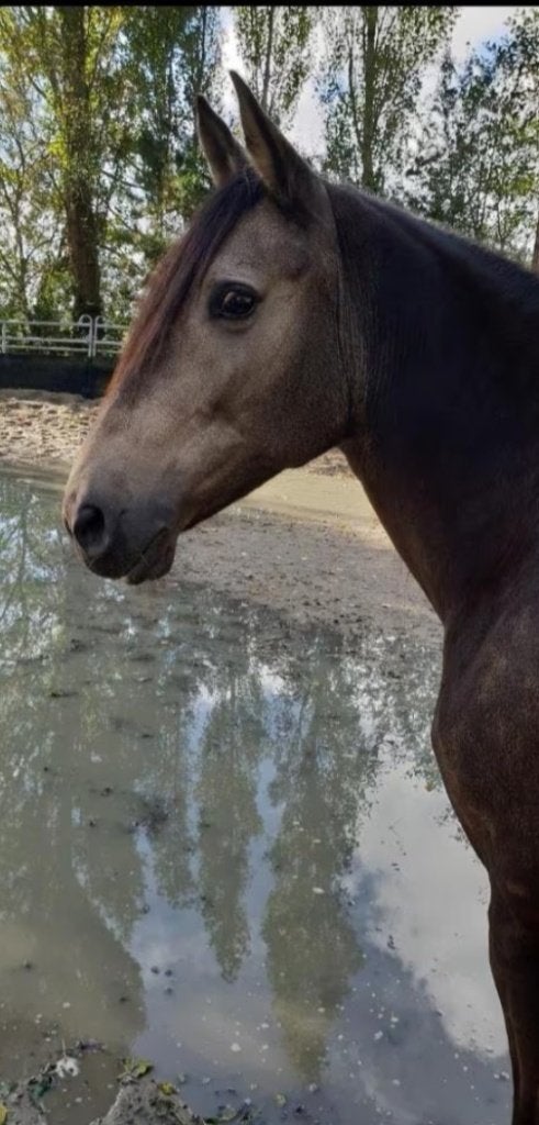 Verzorgster gezocht voor paard wassenaar, Ophalen of Verzenden, Nieuw