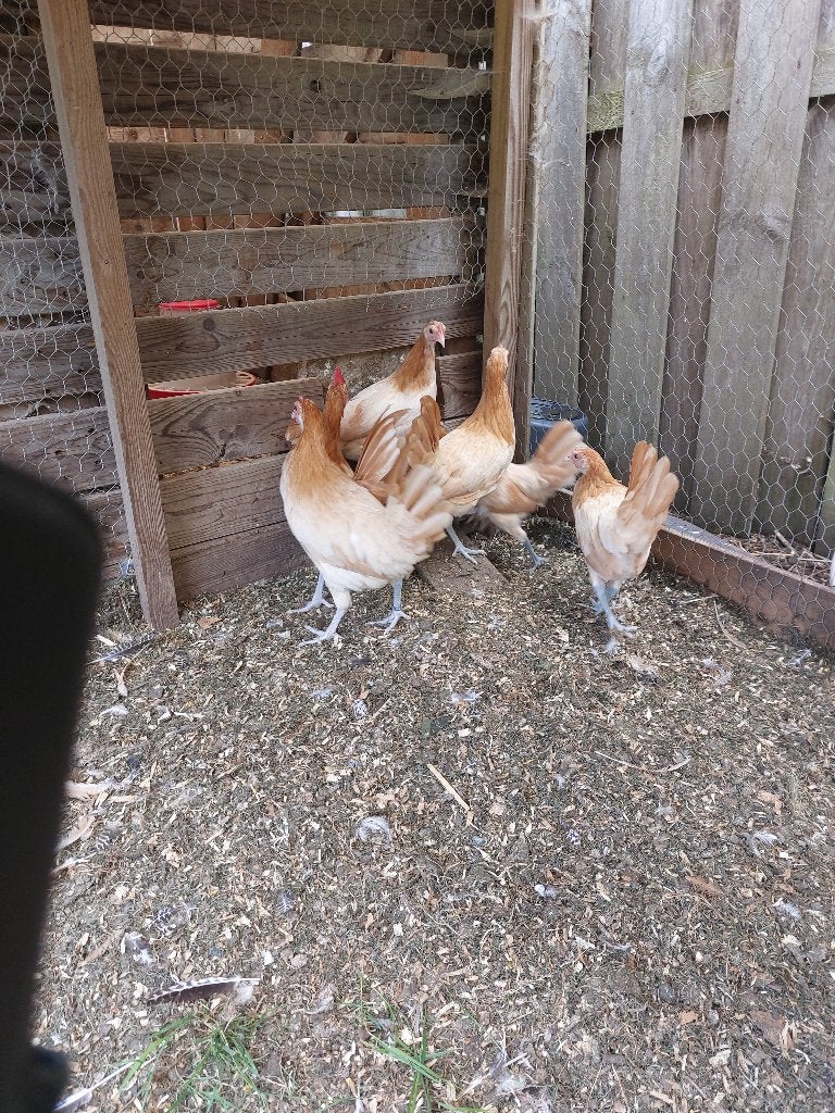 friesehoenders, Dieren en Toebehoren, Pluimvee, Meerdere dieren, Kip