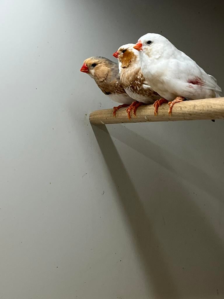 1-1 Zebravink Roodborst, Dieren en Toebehoren, Vogels | Overige Vogels, Meerdere dieren, Tropenvogel, Geringd