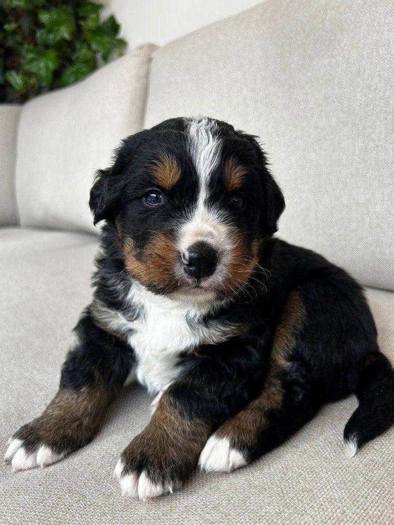 Berner sennen pup (reutje), Dieren en Toebehoren, Reu, 8 tot 15 weken, Groot, Eén hond