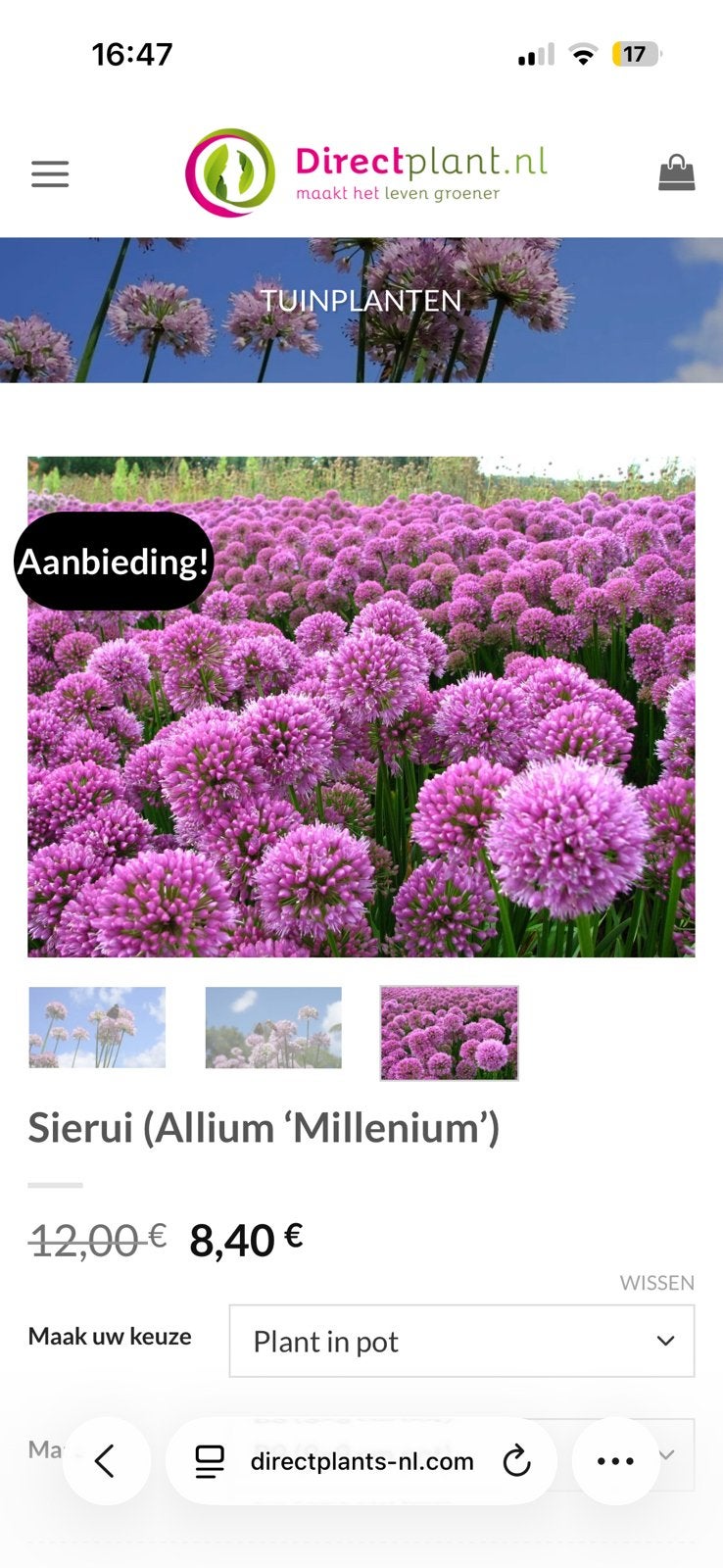 3x Sierui Allium Millenium plantje, Overige soorten, Vaste plant, Ophalen of Verzenden, Halfschaduw