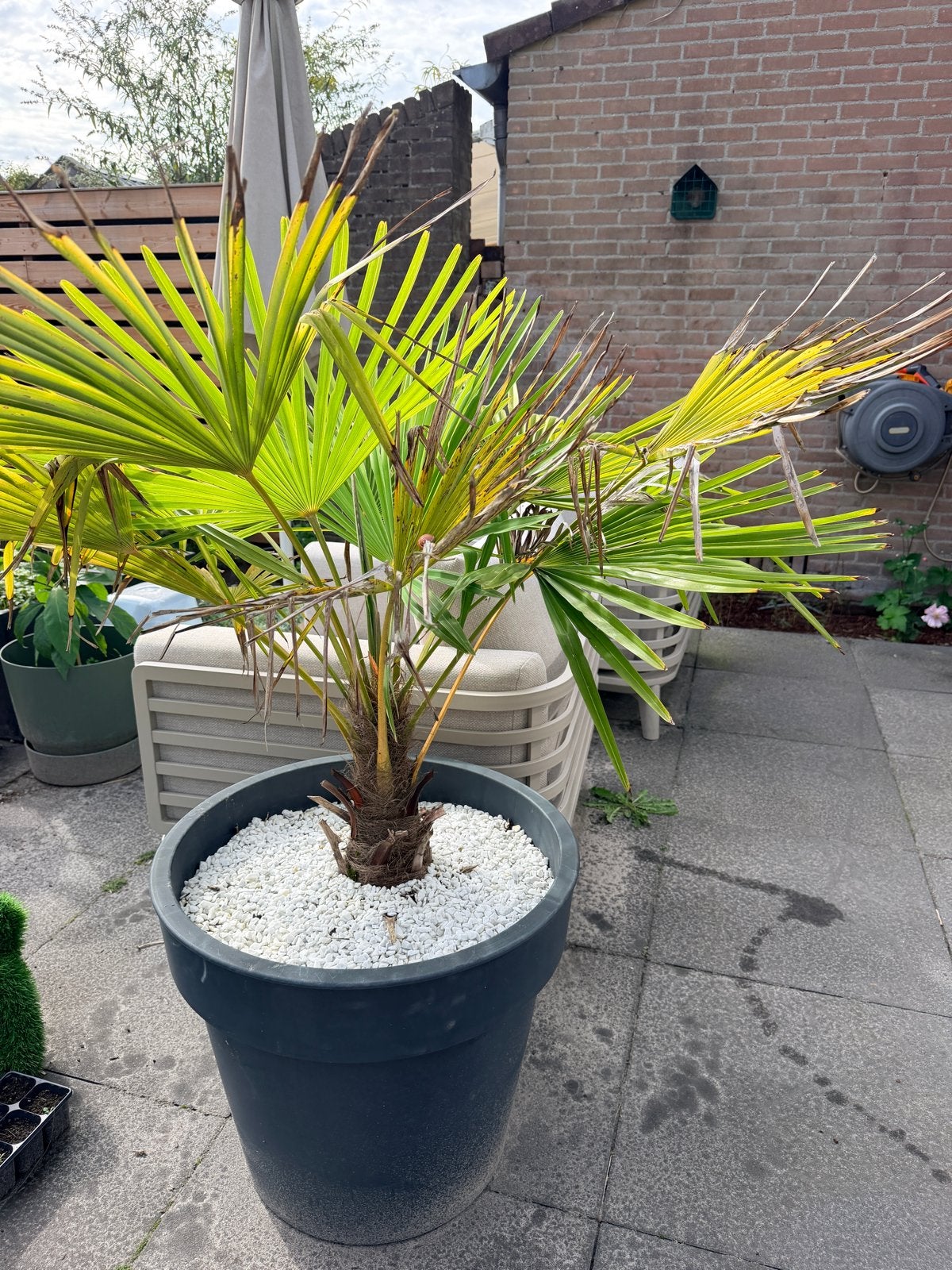 Trachycarpus Fortunei - Winterharde Palmboom, Volle zon, Vaste plant, Bloeit niet, Ophalen