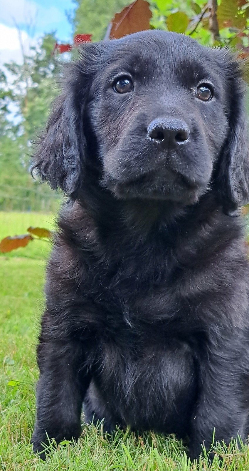 Lieve Golden Retriever kruising Labrador puppy's, Golden retriever, Nederland, Parvo, 8 tot 15 weken