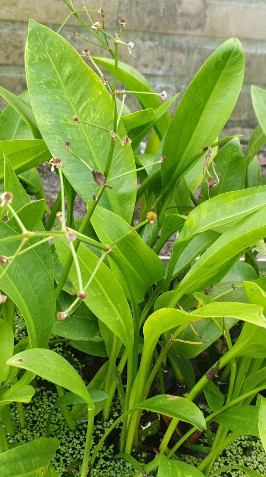 emmer waterplanten, vijverplanten, oeverplanten, moerasplant, Ophalen, Nieuw, Overige typen