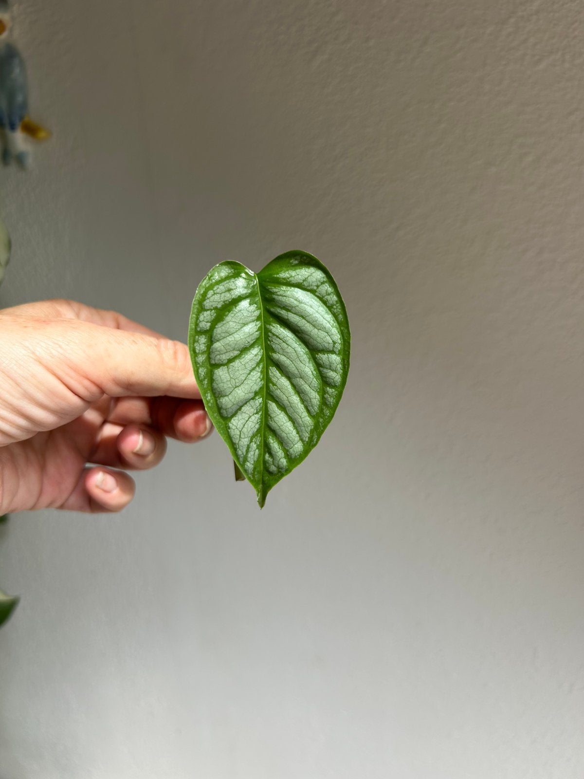 Monstera siltepecana El Salvador stekken, zie adv., Huis en Inrichting, Ophalen of Verzenden, Halfschaduw, Minder dan 100 cm