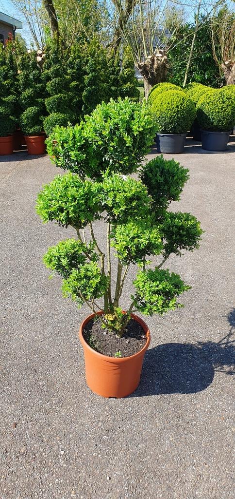 Buxus bonsai multistam pon-pon, Ophalen, Overige soorten, Volle zon