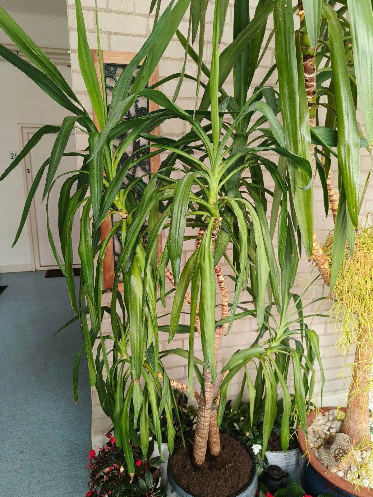 Yucca +/- 2 m in keramiekpot supergezond voor weinig geld, Huis en Inrichting, Ophalen, Halfschaduw, 150 tot 200 cm