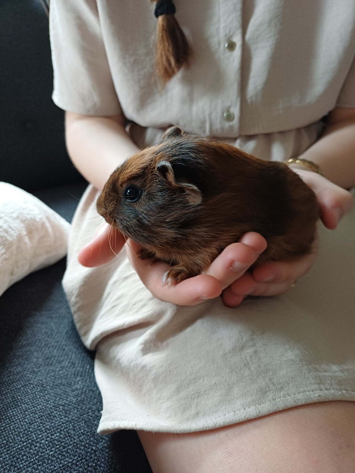 Jonge cavia, Dieren en Toebehoren, Knaagdieren, Mei, Mannelijk, Cavia