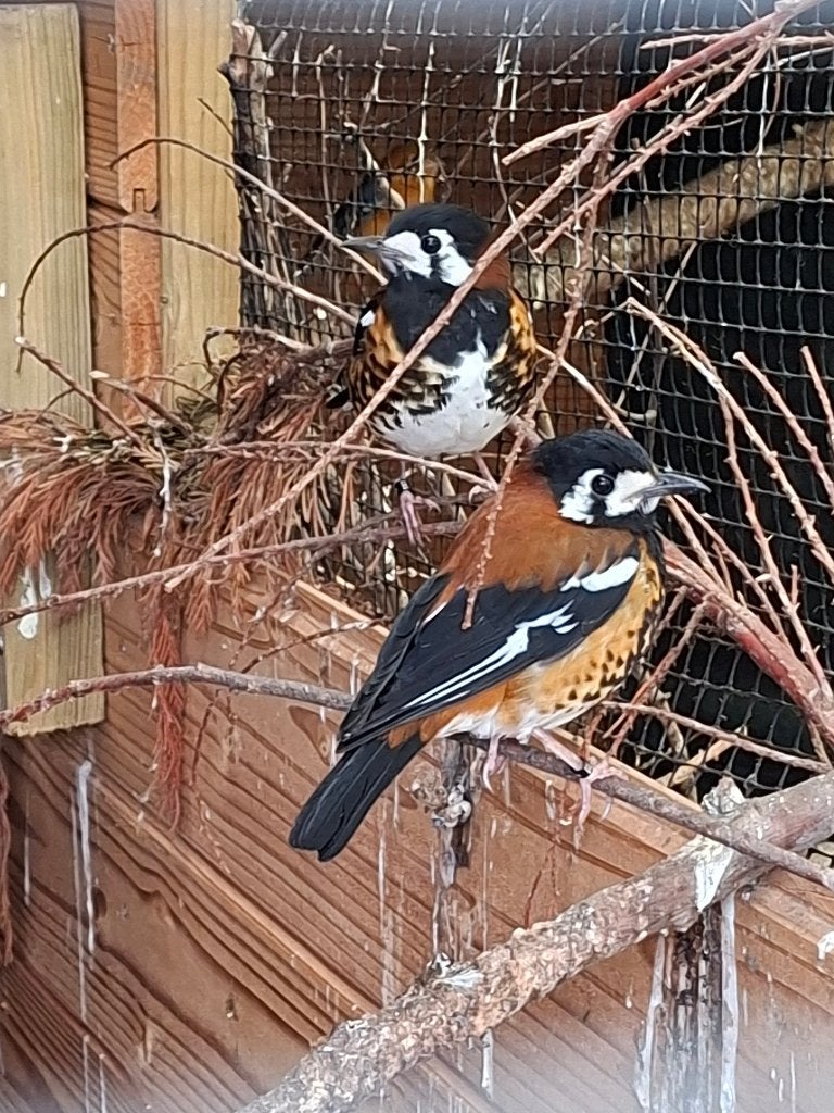 Koppel kastanjerug lijsters, Dieren en Toebehoren, Vogels | Overige Vogels, Meerdere dieren, Tropenvogel, Geringd