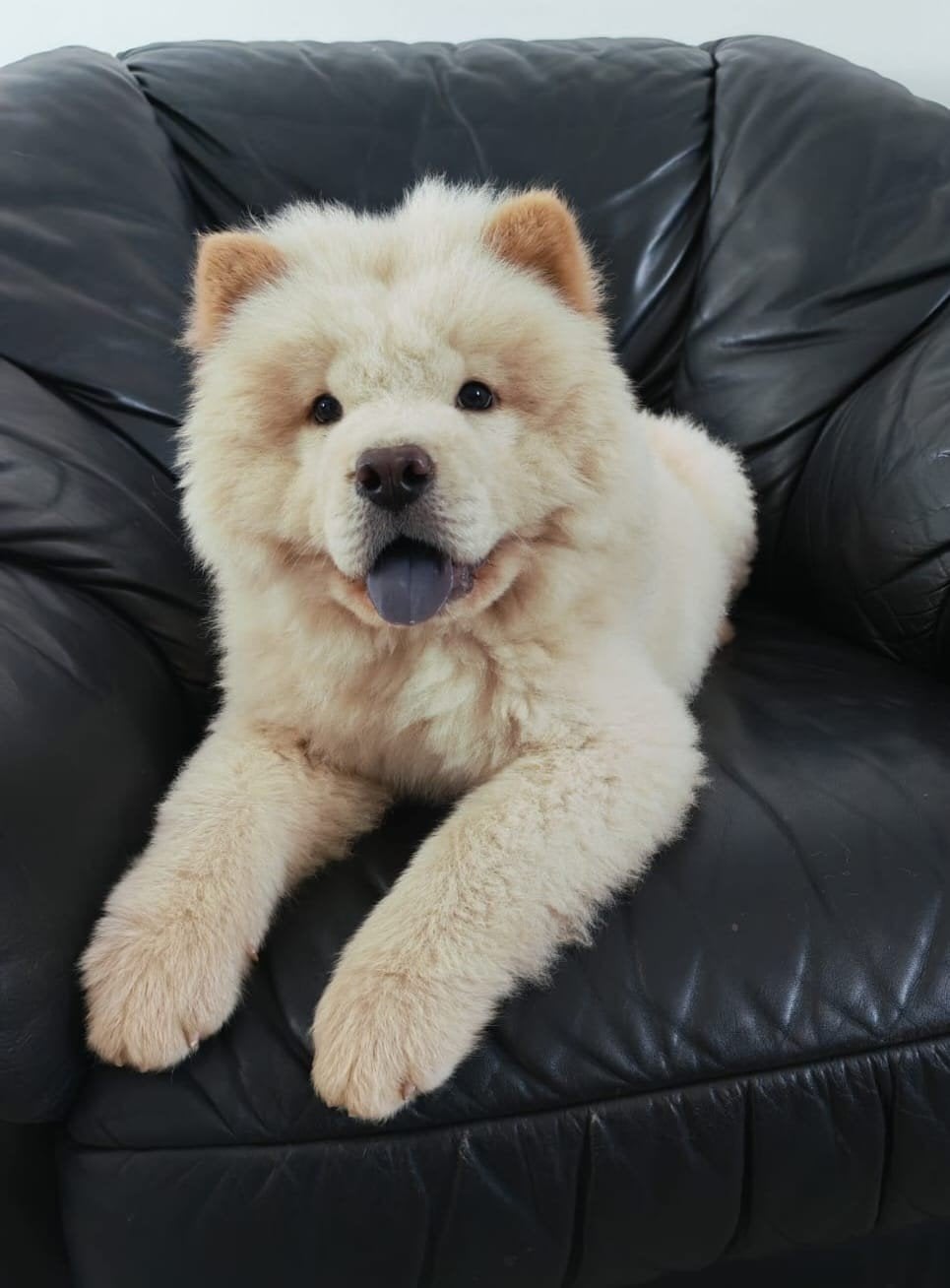 Chow Chow pup, Dieren en Toebehoren, 15 weken tot 1 jaar, Parvo, Eén hond, Nederland