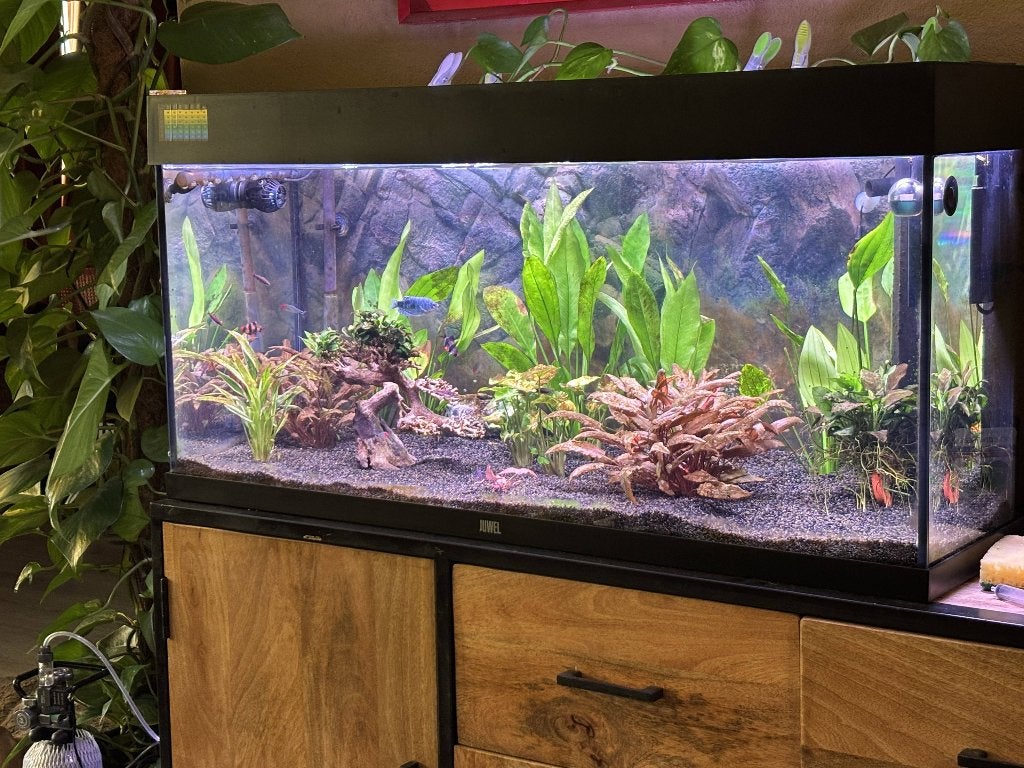 zoetwateraquarium, Ophalen, Inclusief deksel, Juwel, Gevuld zoetwateraquarium