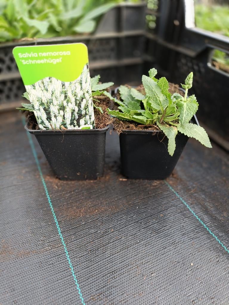 Salvia nemorosa schneehugel P9, Tuin en Terras, Ophalen, Overige soorten, Volle zon