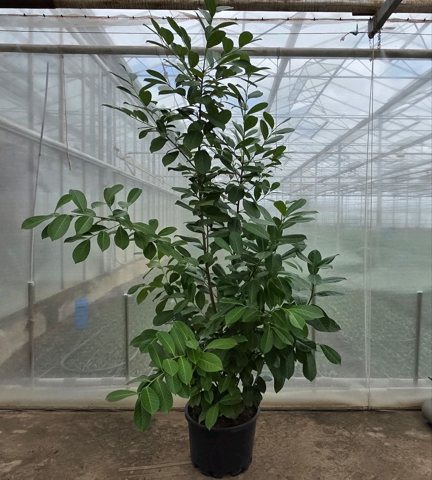 Laurier Prunus Laurocerasus Rotundifolia, Tuin en Terras, Planten | Struiken en Hagen, Ophalen of Verzenden, Laurier, Haag, 100 tot 250 cm