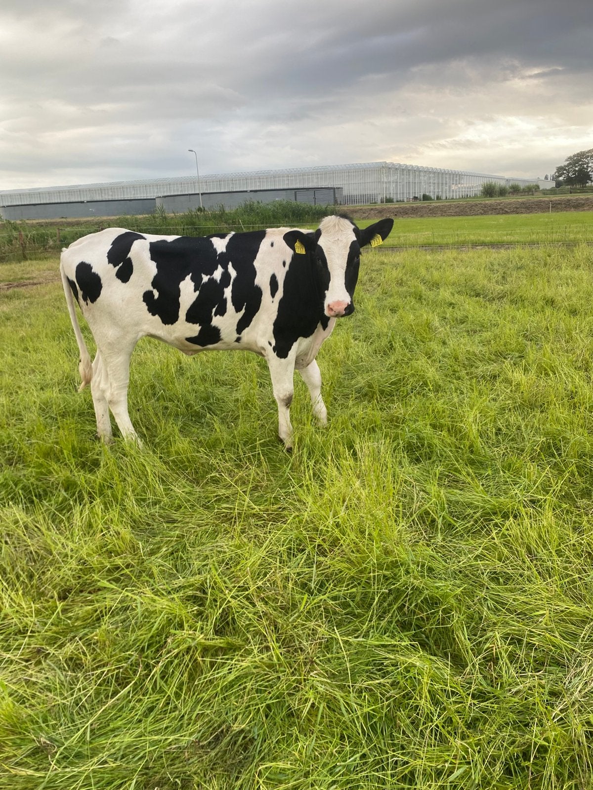 Vaars, Dieren en Toebehoren, Mannelijk, Geit