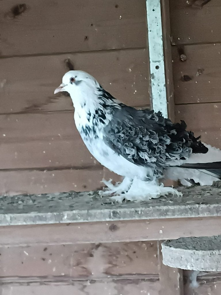Sierduiven, Meerdere dieren, Overige soorten