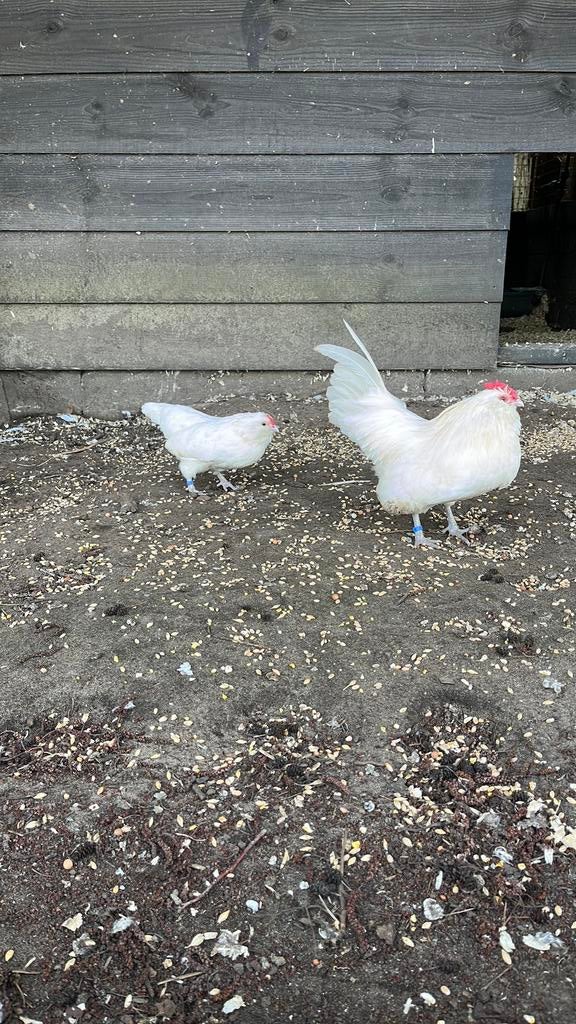 Koppel Antwerpse baardkrielen, Dieren en Toebehoren, Meerdere dieren, Kip