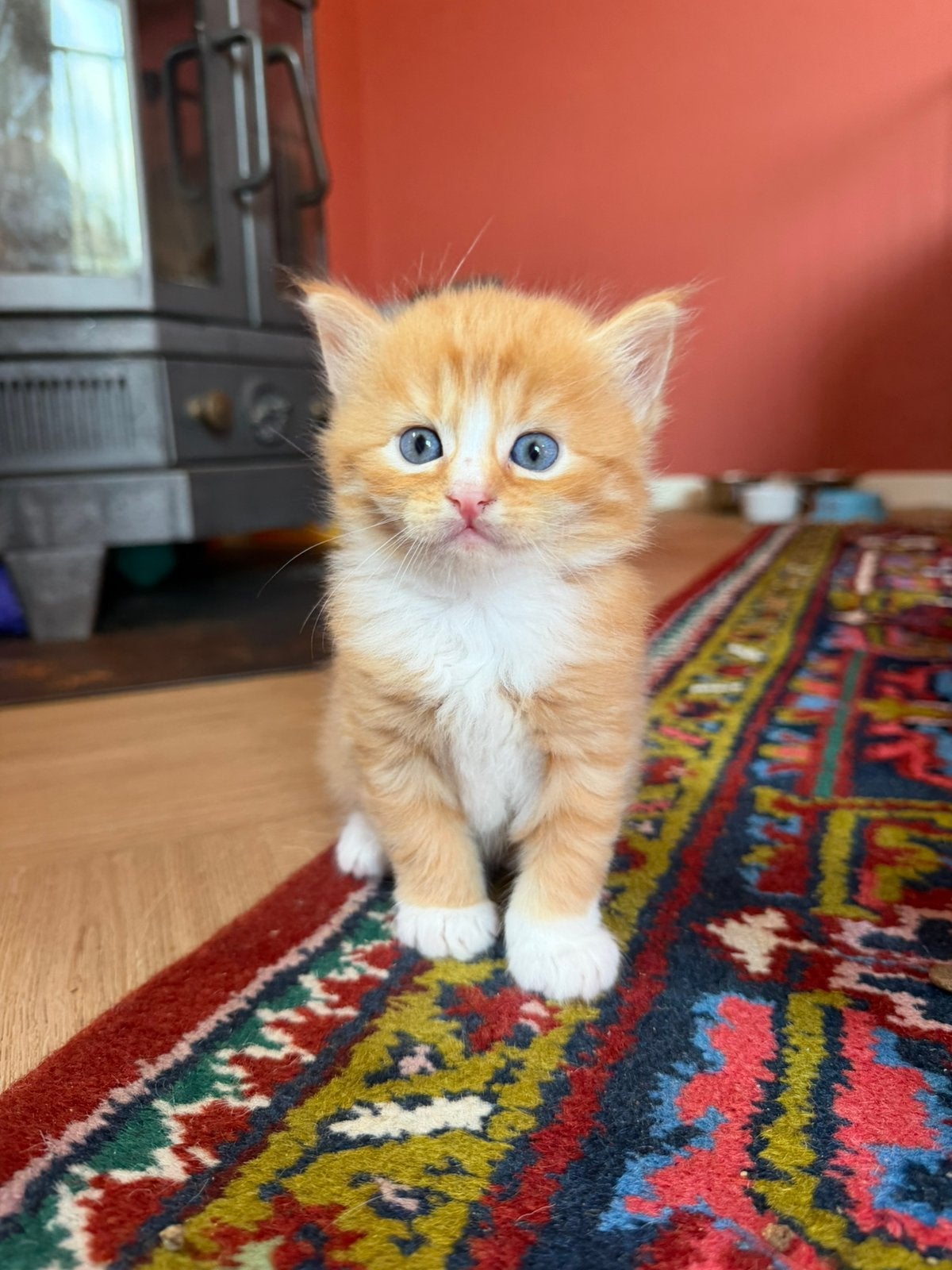 Kittens te koop