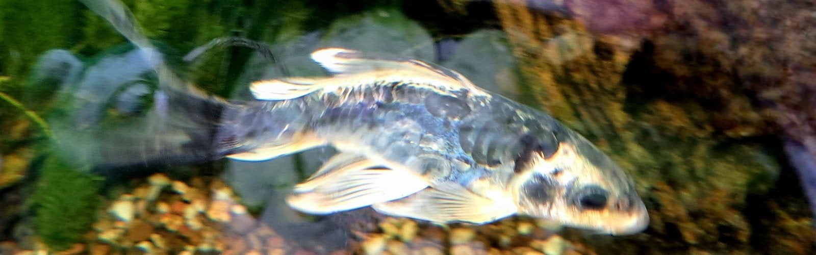 Ghost koi, Ophalen, Zo goed als nieuw