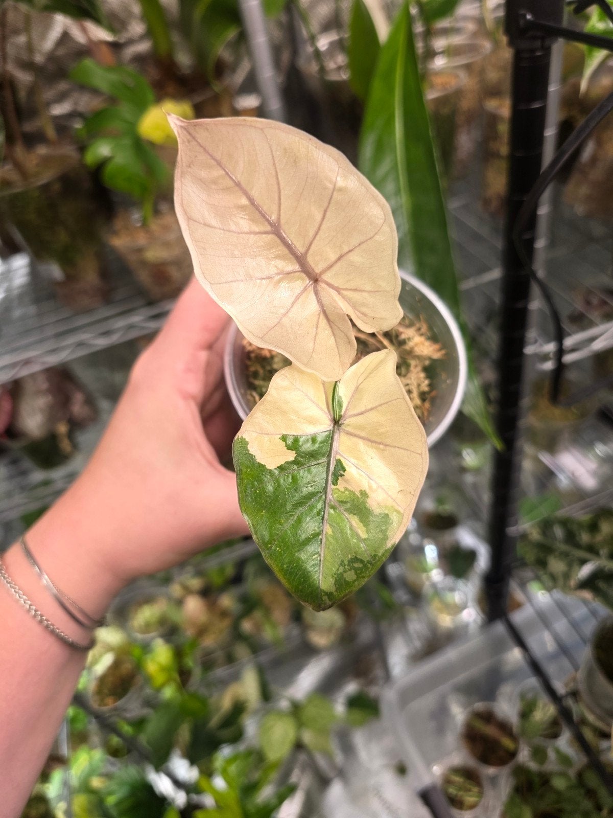 alocasia yucantan princes