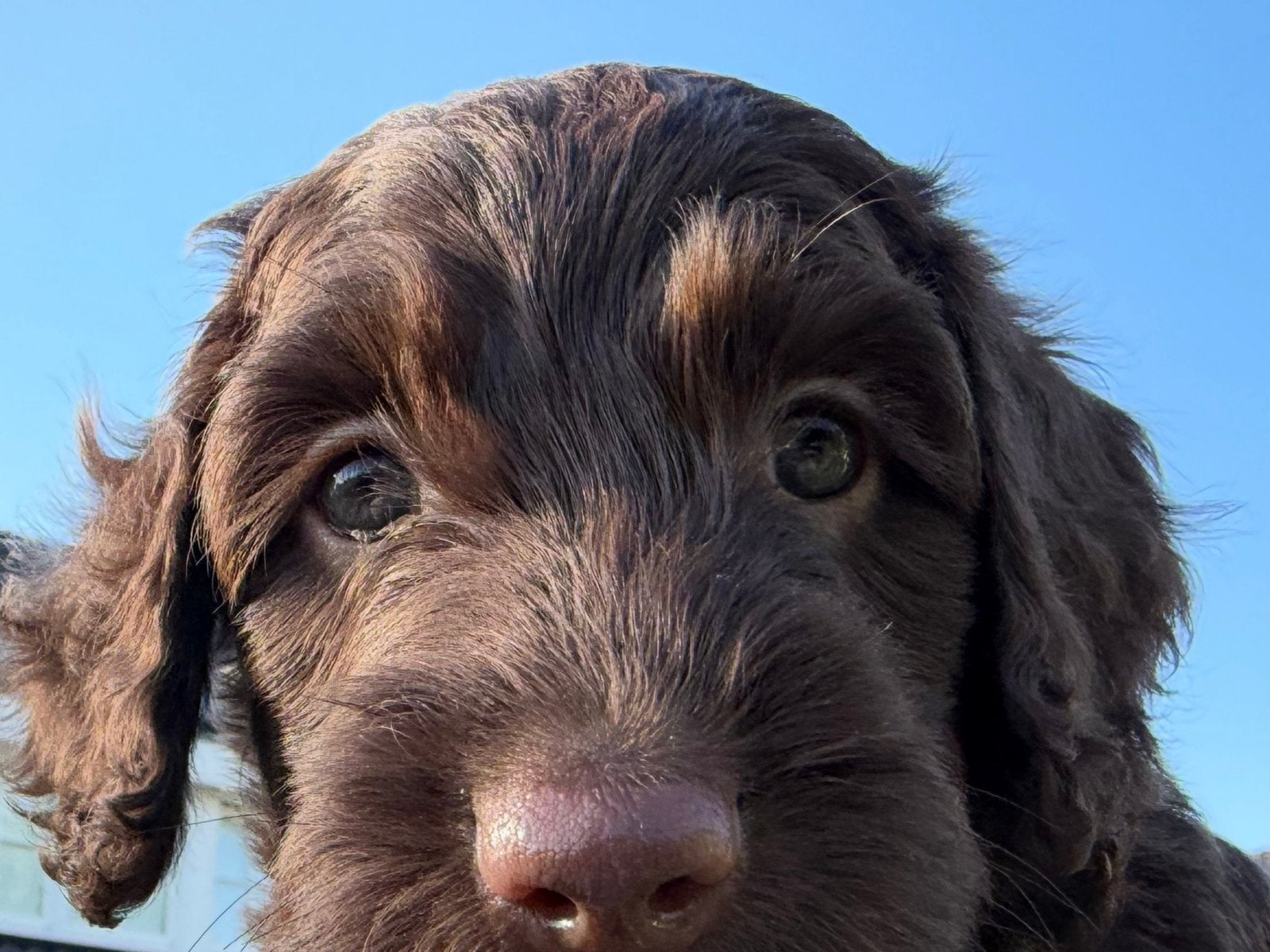 Prachtige Australian Labradoodle Pups donkerbruin reu, Dieren en Toebehoren, Honden | Niet-rashonden, Parvo, Reu, 8 tot 15 weken