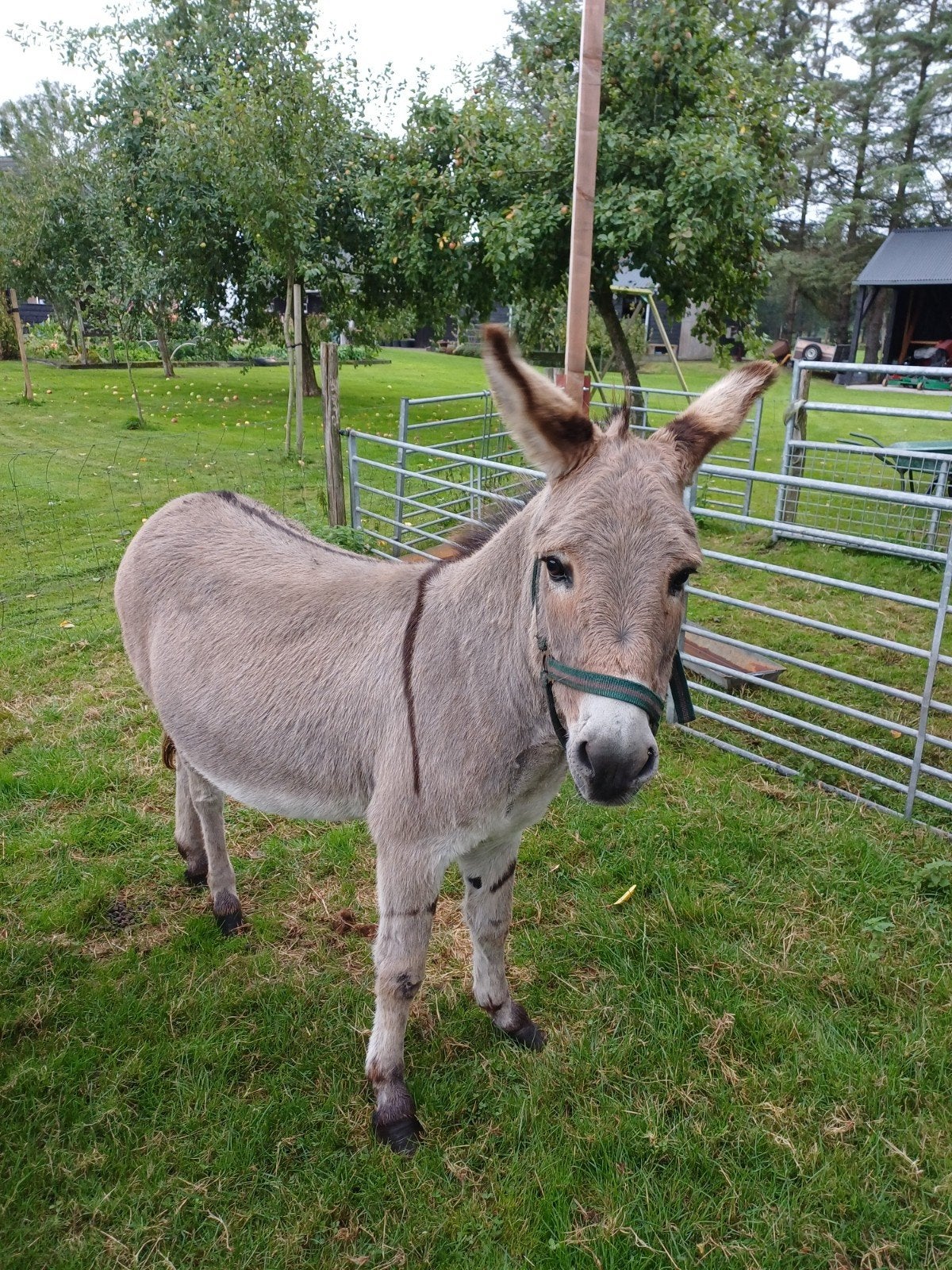 Ezel ruin te koop, Dieren en Toebehoren, Ophalen, Zo goed als nieuw