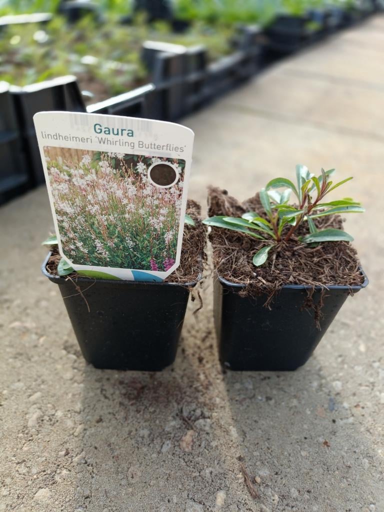 Gaura lind. Whirling butterflies P9 (alles verkocht), Ophalen, Vaste plant, Overige soorten, Volle zon