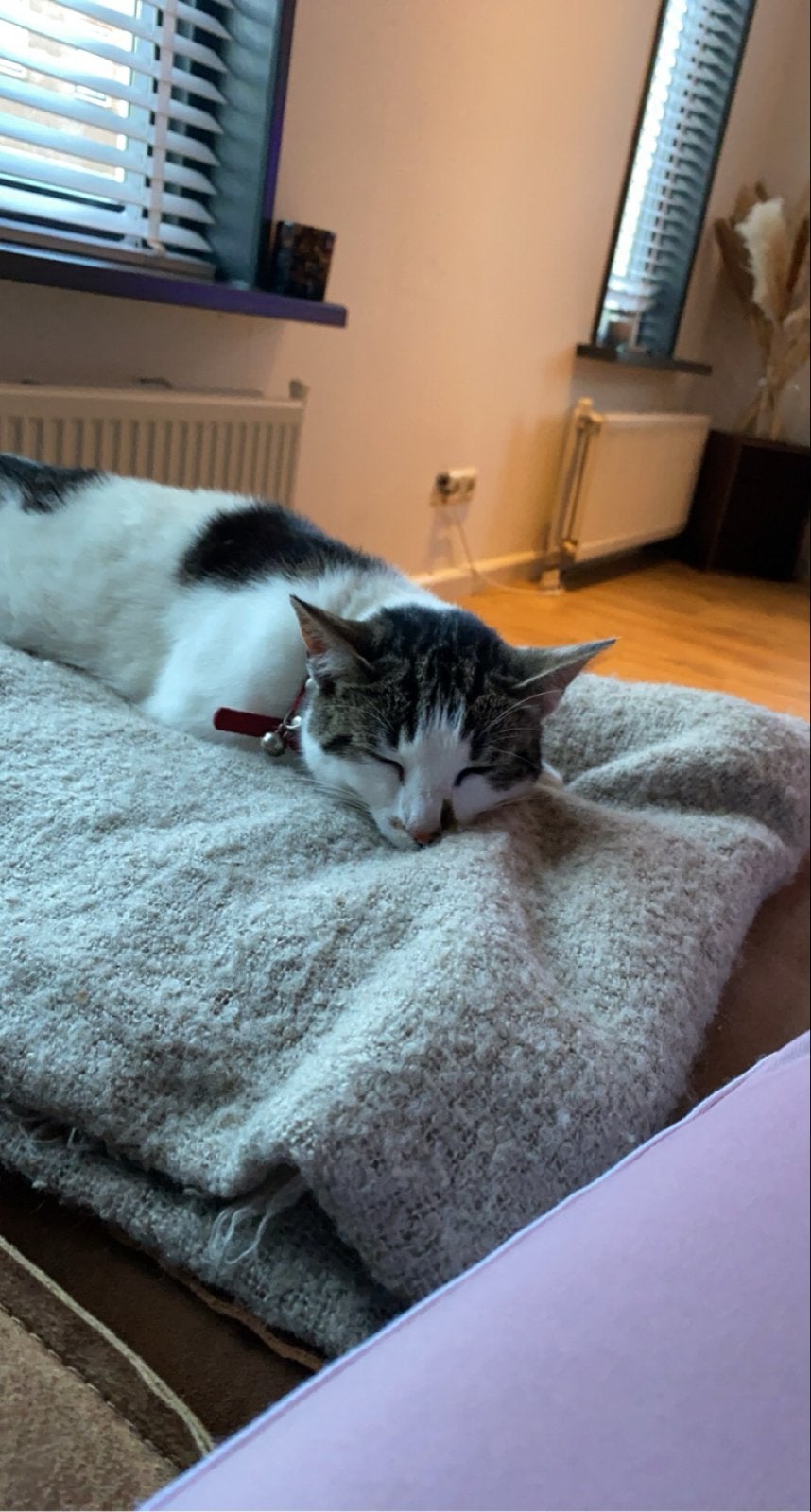 Poes zoekt nieuw thuis, Dieren en Toebehoren, Poes, Kortharig, 6 jaar of ouder