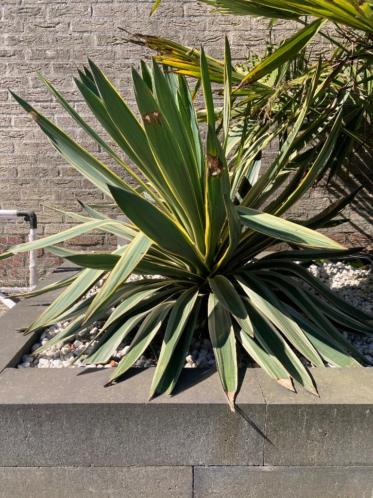 Palmlelie, Tuin en Terras, Ophalen of Verzenden, Overige soorten, Volle zon
