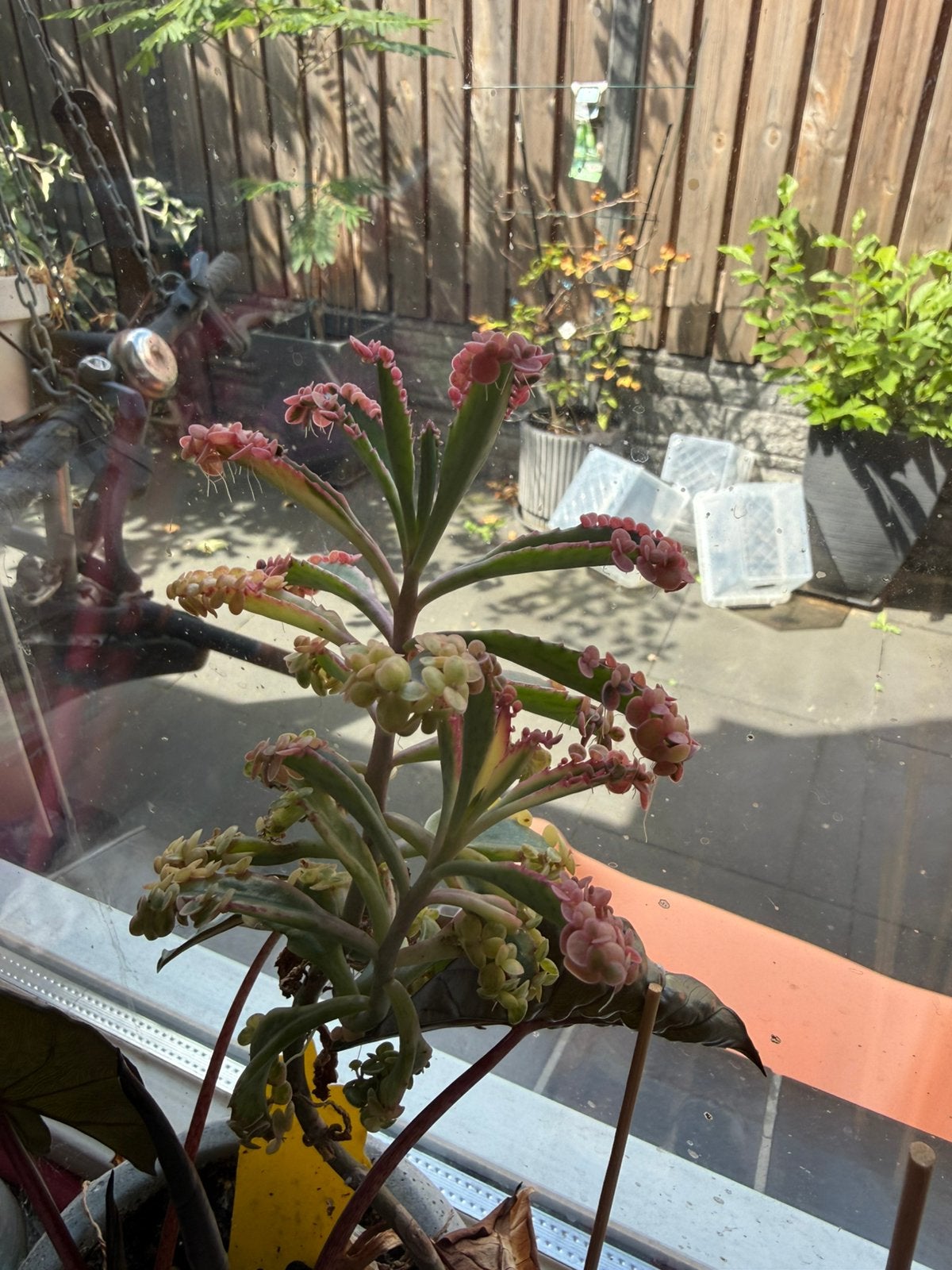 Mother of thousands pink butterflies mini-baby’s, Huis en Inrichting, Kamerplanten, Ophalen of Verzenden, Volle zon, Minder dan 100 cm