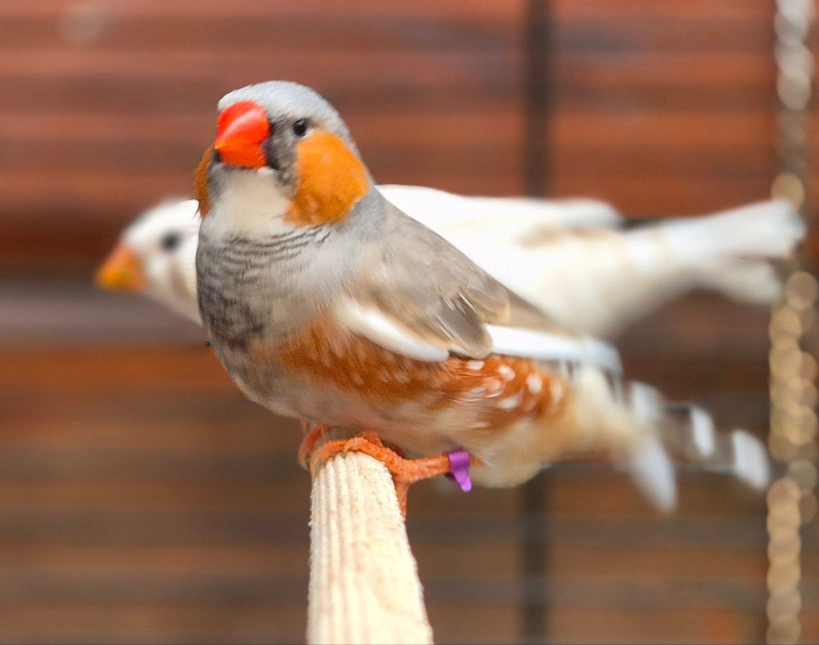 jonge zebravinkjes verschillende kleurtinten of mutaties, Dieren en Toebehoren, Meerdere dieren, Tropenvogel
