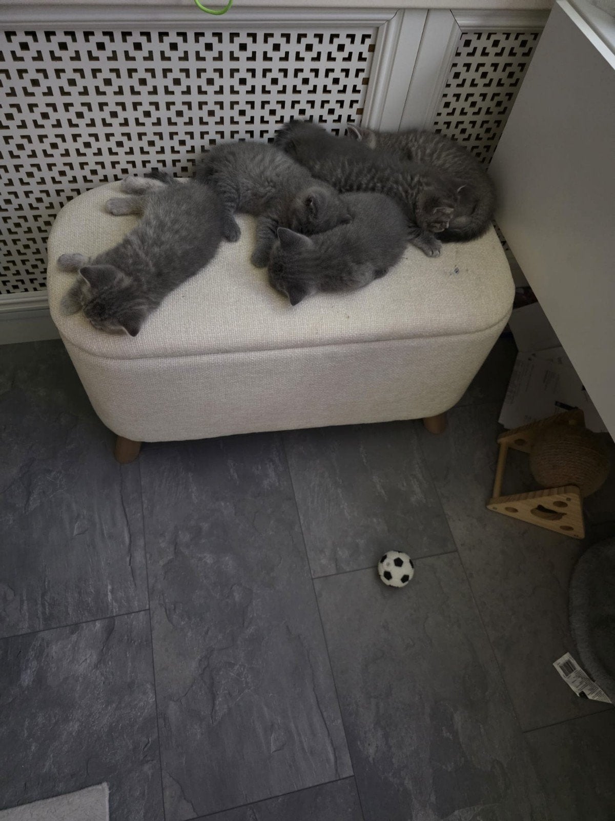 Britse korthaar kittens, Dieren en Toebehoren, Meerdere dieren