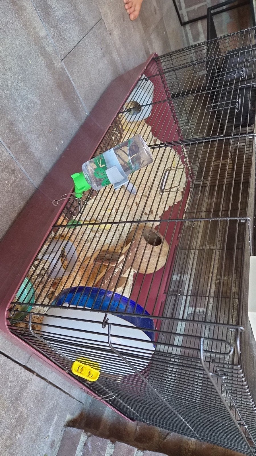 lieve handtamme albino goudhamster, Dieren en Toebehoren, Hamster, April, Mannelijk, Tam