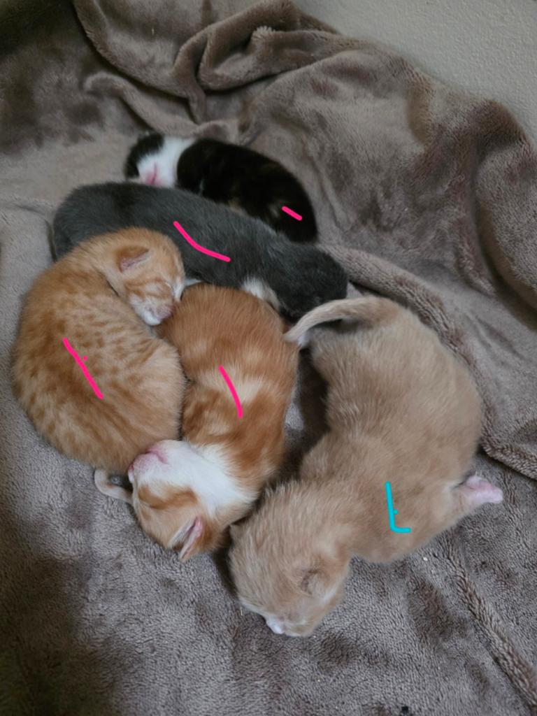 Kittens, Dieren en Toebehoren, Katten en Kittens | Overige Katten, Meerdere dieren