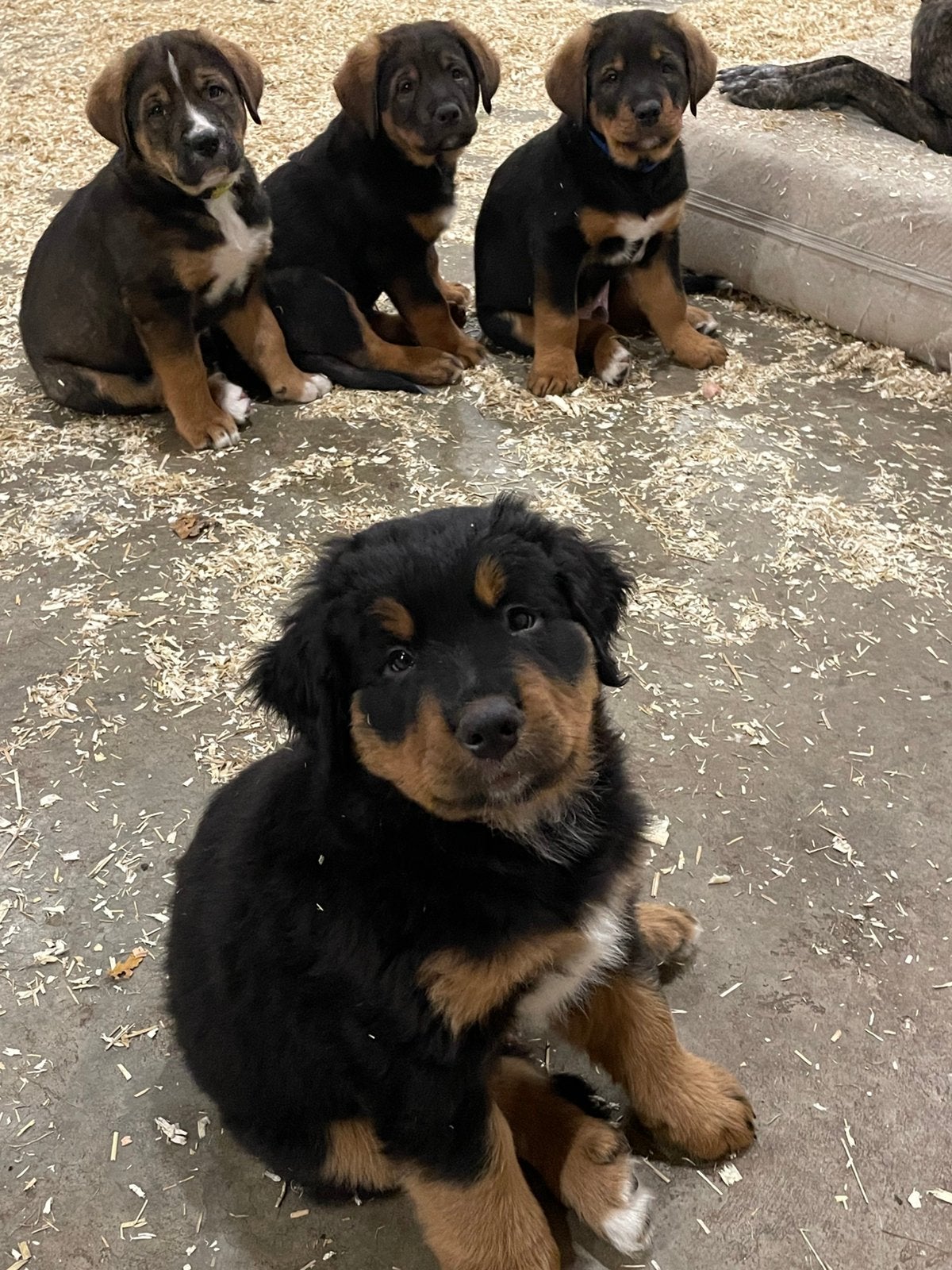 Bernersennen x hollandse herder pups., 8 tot 15 weken, Groot, Meerdere, Meerdere dieren