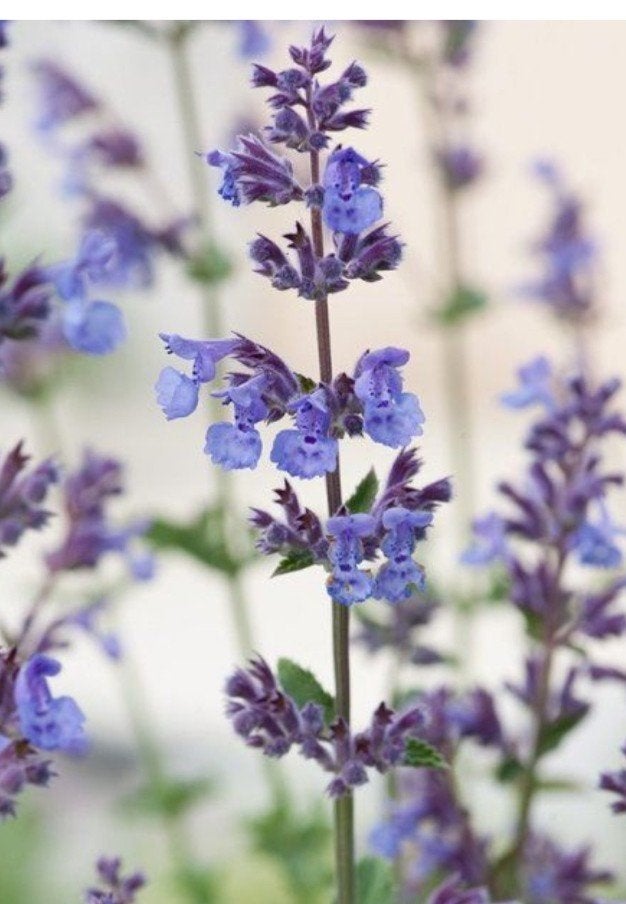 Nepeta Faassenii P9 - Kattenkruid - 3000 op voorraad, Overige soorten, Volle zon, Vaste plant, Ophalen of Verzenden