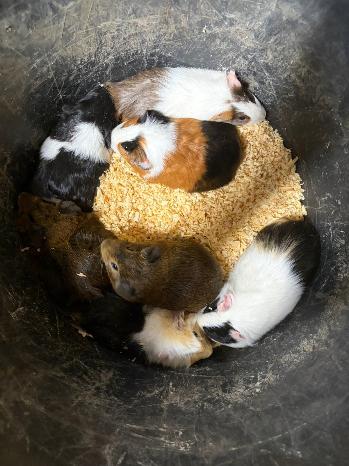 Cavia, Cavia, Juni, Vrouwelijk, Tam