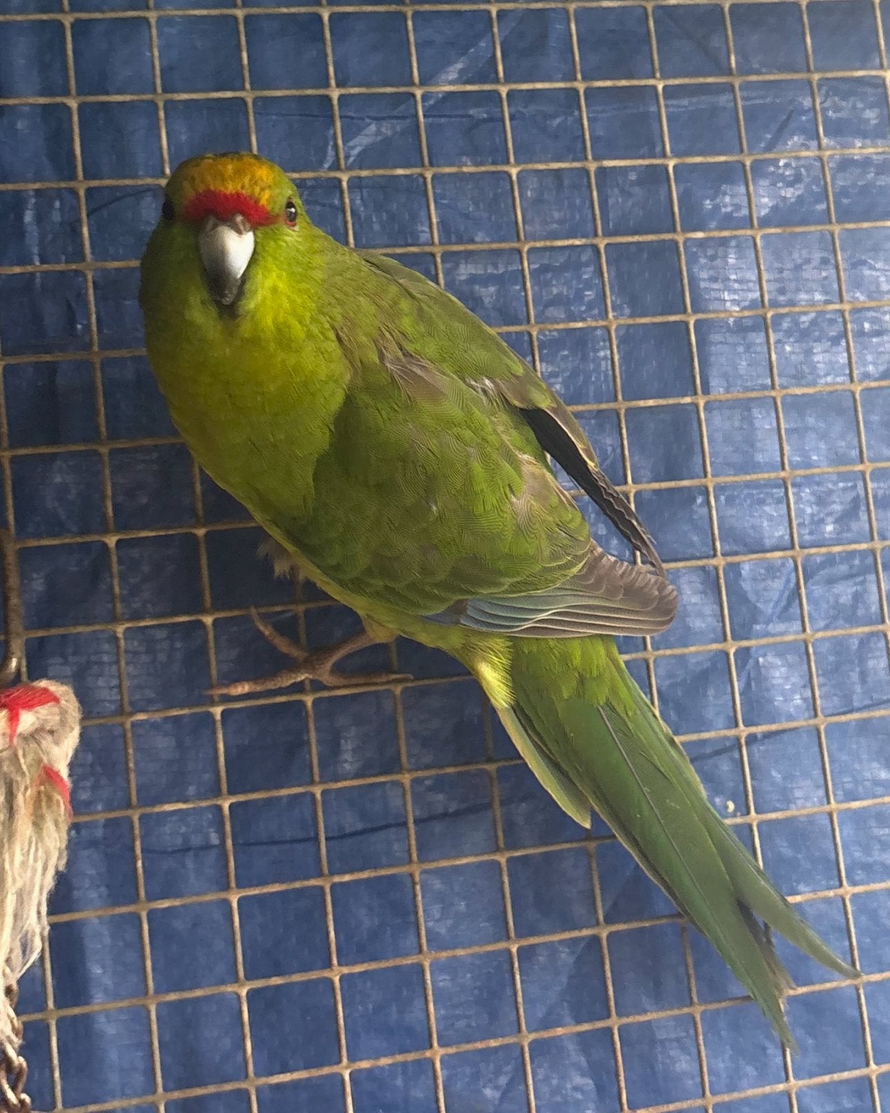 Mooie kakariki pop, Dieren en Toebehoren, Vogels | Parkieten en Papegaaien, Vrouwelijk, Parkiet