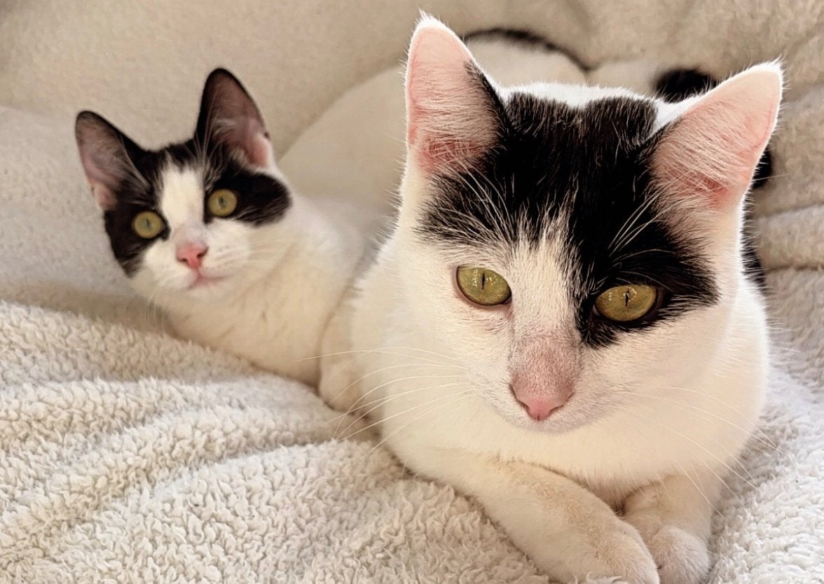 2 lieve poezen, Poes, Gechipt