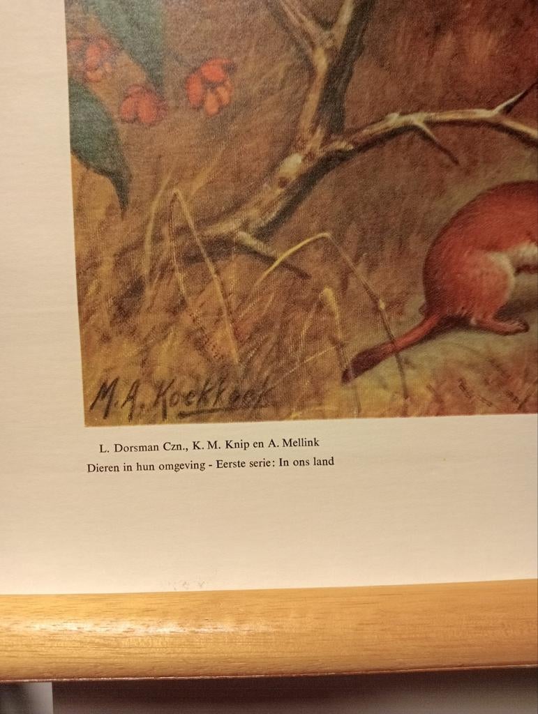 Vintage Schoolplaat 'In het duin' M.A. Koekkoek, Antiek en Kunst, Ophalen of Verzenden, Natuur en Biologie