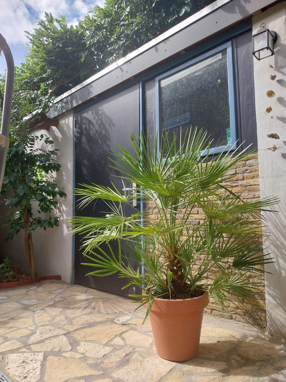 Chamaerops Humilis inclusief pot, Tuin en Terras, Ophalen of Verzenden, 100 tot 250 cm, Zomer, Palmboom