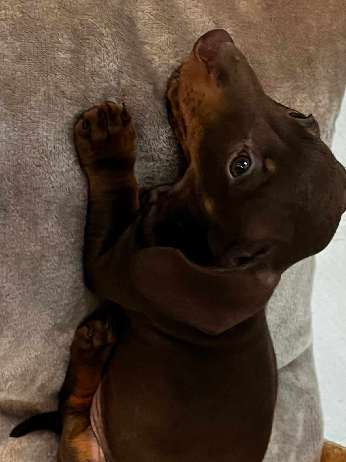 Kaninchen teckel reutje choco tan, Dieren en Toebehoren, Kaninchen, België, Particulier, CDV (hondenziekte)
