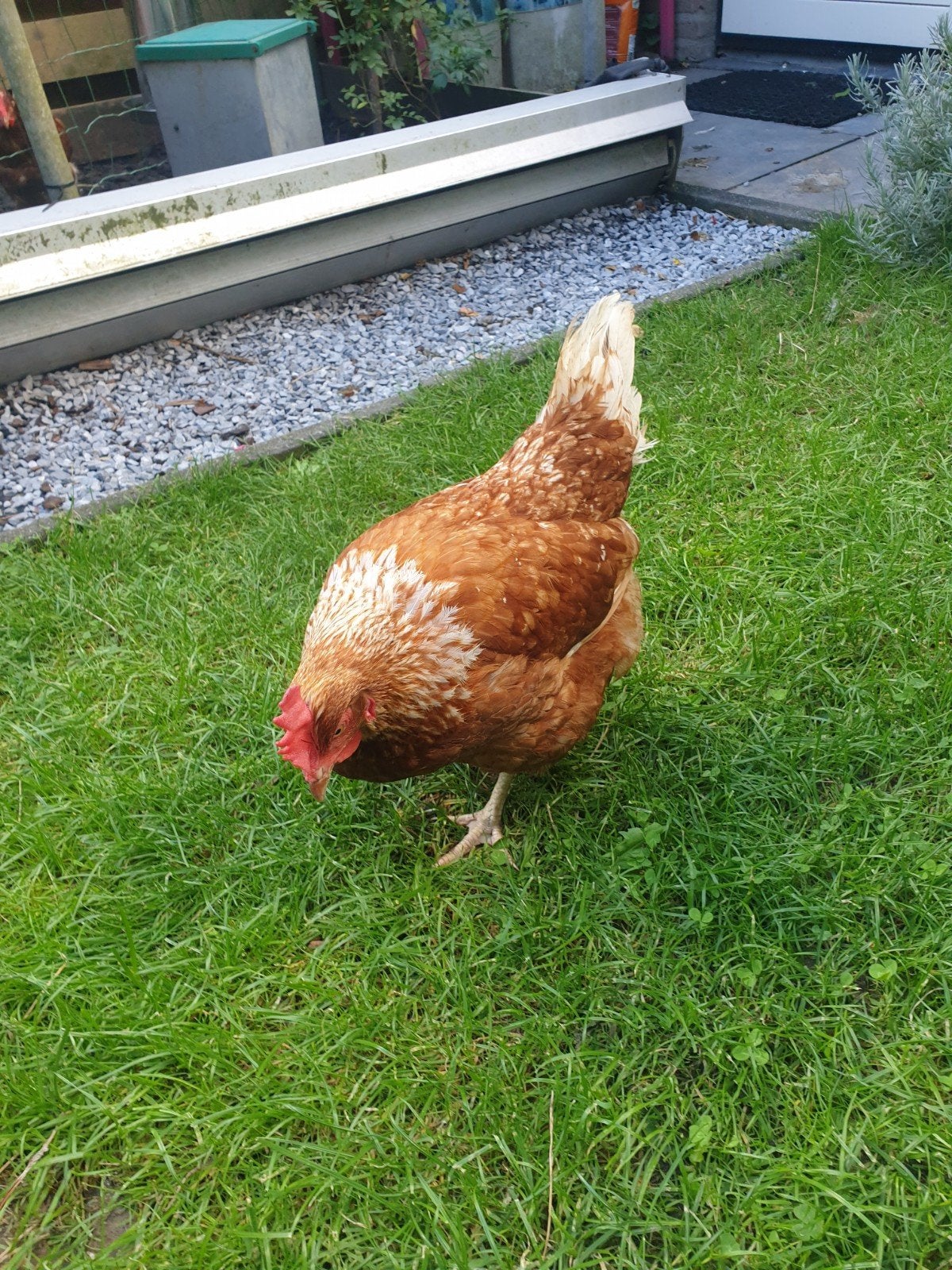 Nieuwe plek gezocht voor onze kip, Dieren en Toebehoren, Vrouwelijk, Kip