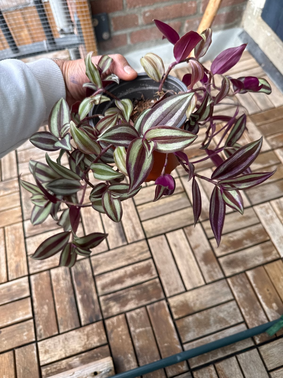 Tradescantia Zebrina - Levendige hangplant, Overige soorten, In pot, Minder dan 100 cm, Groene kamerplant