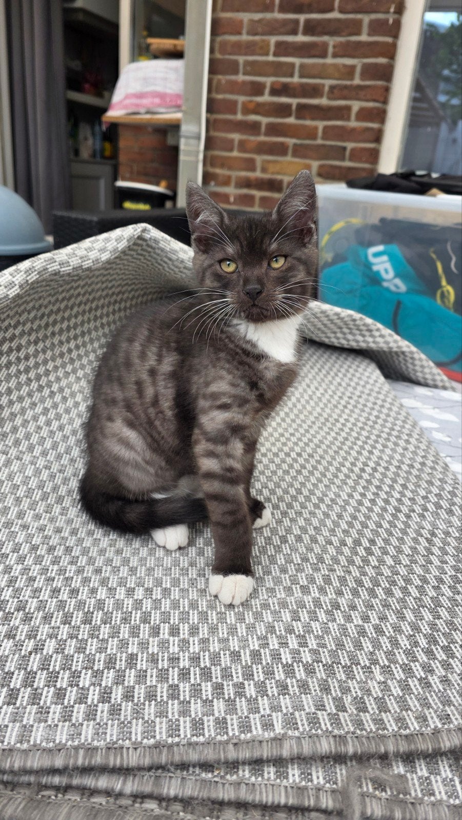 Lieve nestje van 2, Dieren en Toebehoren, Katten en Kittens | Overige Katten, Meerdere dieren, Kortharig, 0 tot 2 jaar