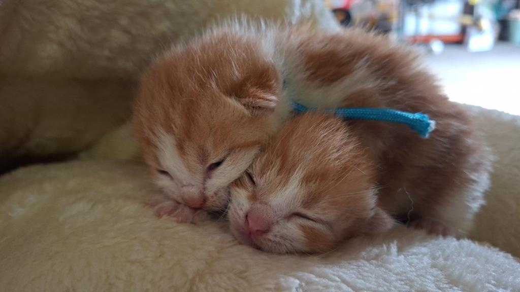 GERESERVEERD, Dieren en Toebehoren, Katten en Kittens | Overige Katten, Kortharig, Meerdere dieren