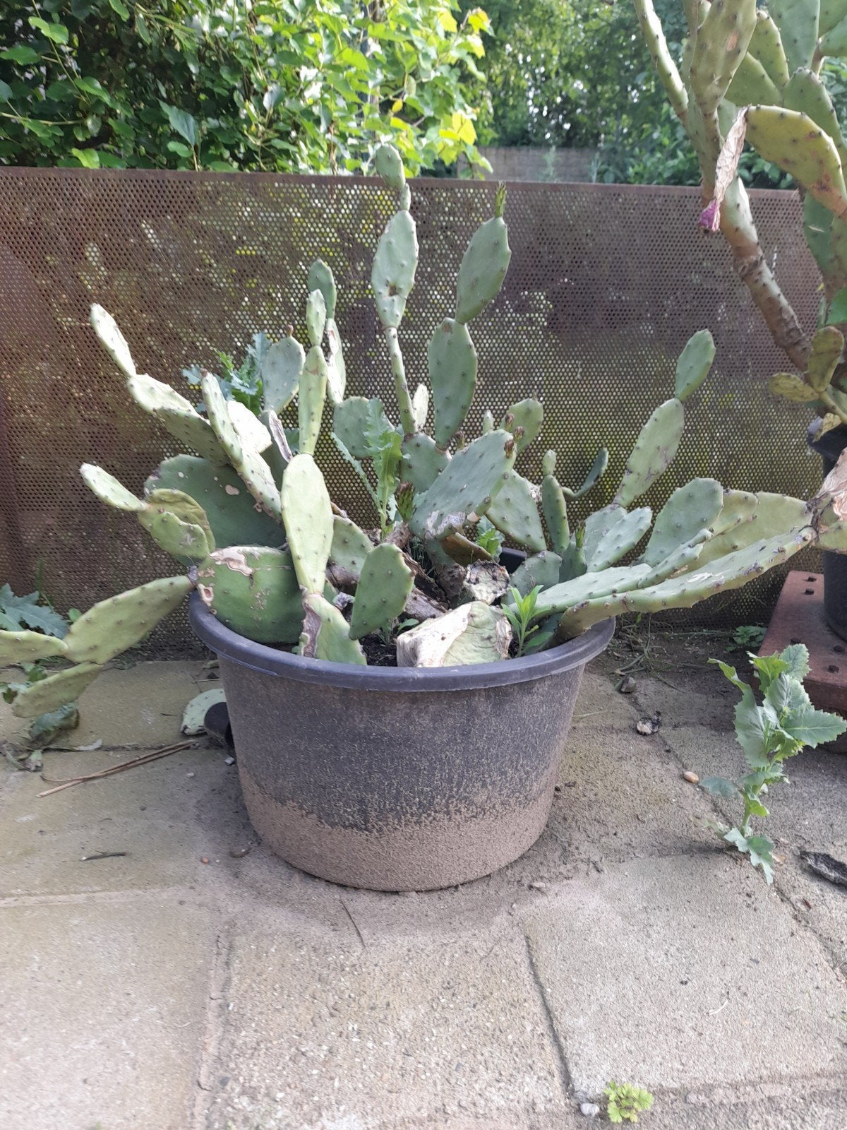 Grote Opuntia cactus in pot - Winterhard, Volle zon, Vaste plant, Zomer, Ophalen