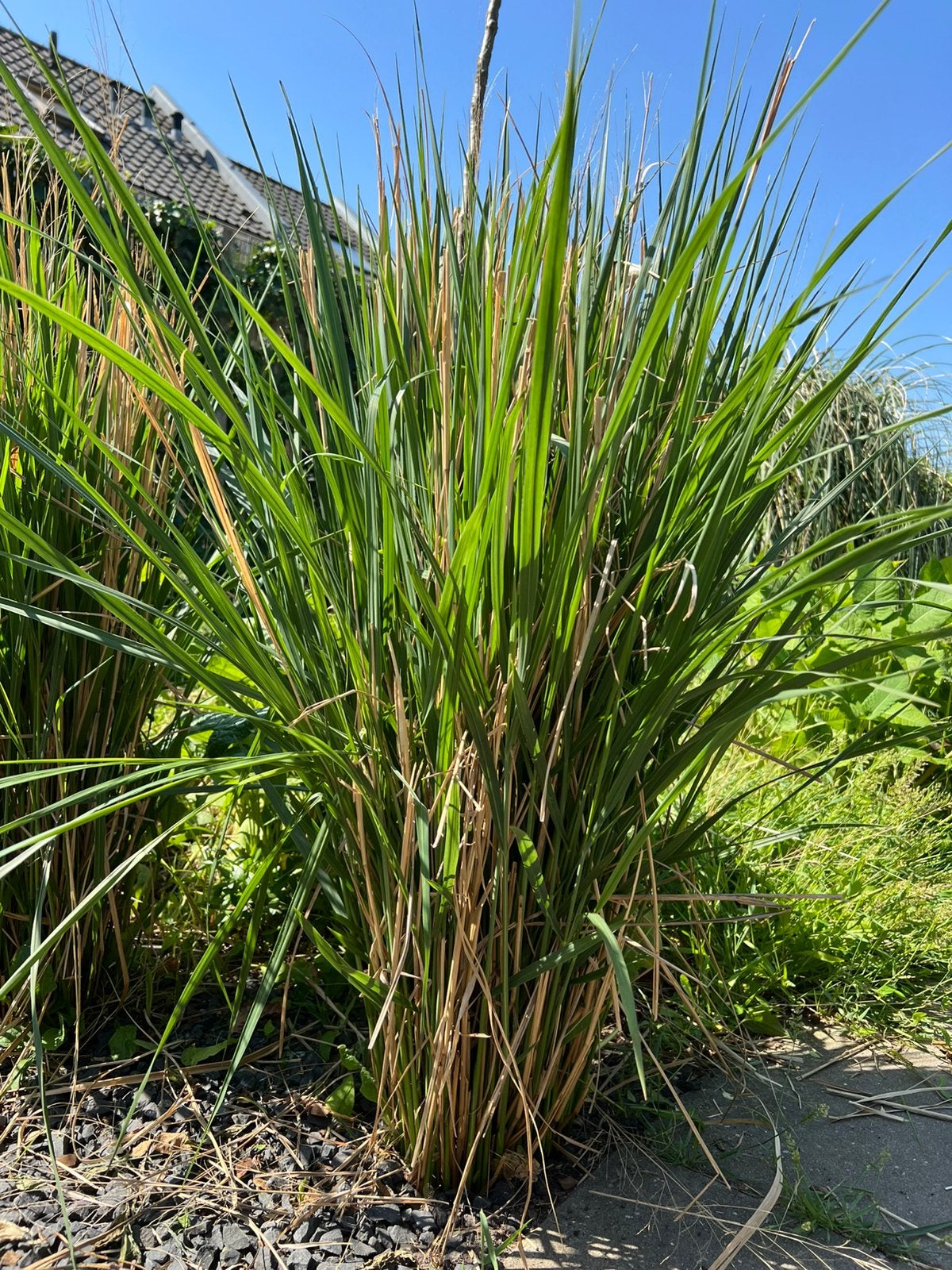 Panicum ‘Northwind’ - vingergras, Ophalen, Vaste plant, Siergrassen, Halfschaduw