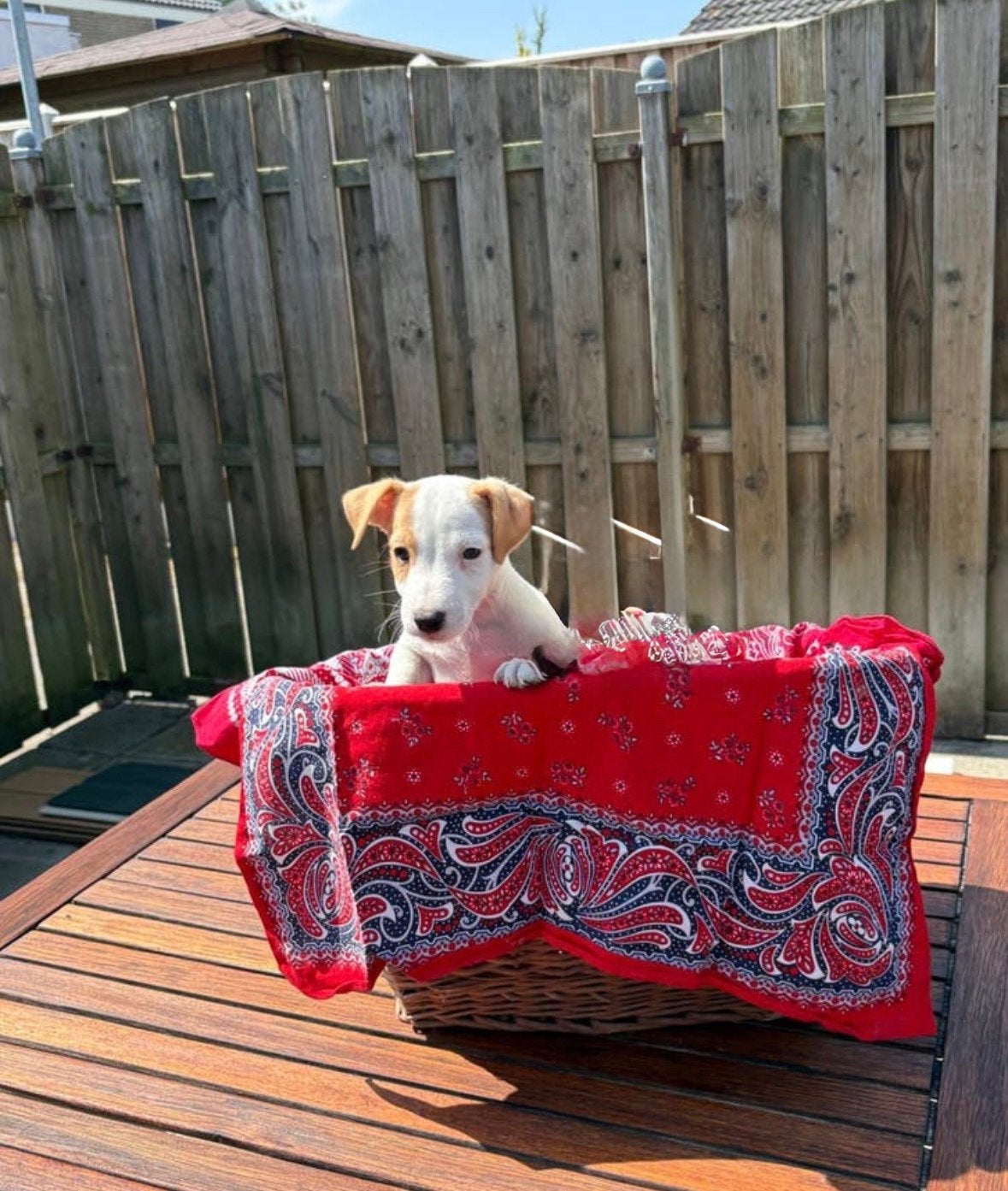 jack russel pups, 8 tot 15 weken, Parvo, Meerdere, Meerdere dieren
