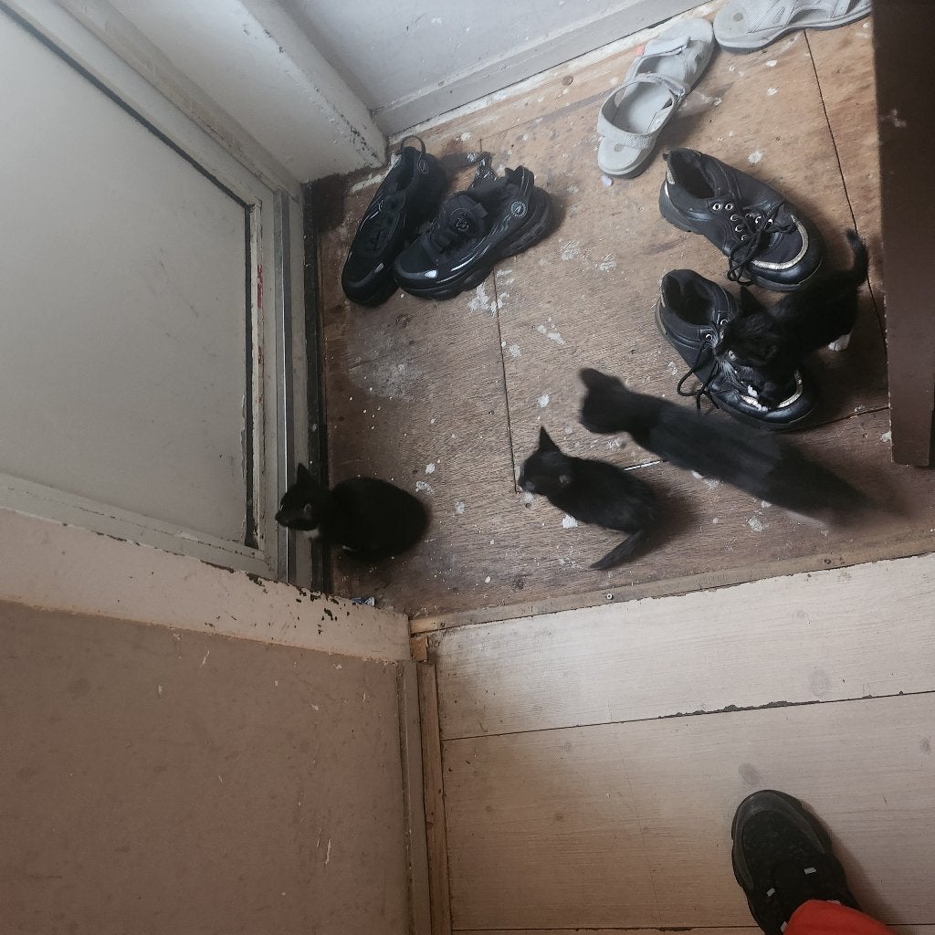Kittens 2 maand. 50euro bieden., Meerdere dieren